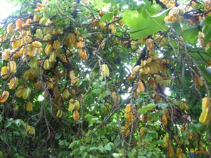 Carembole (khe)